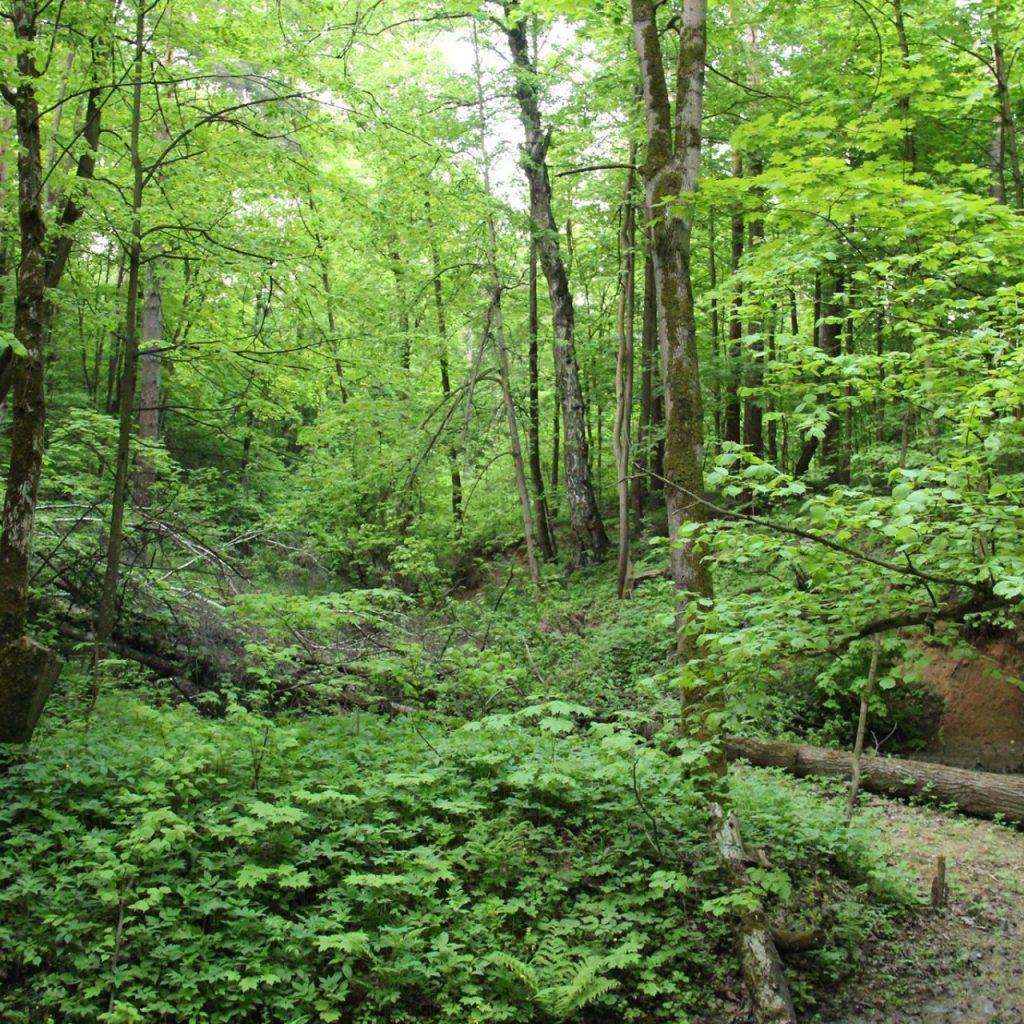 Природный парк Битцевский лес