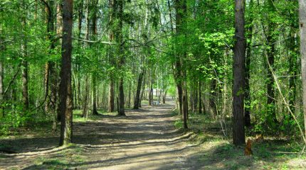 Жители района Северное Бутово могут решить, как сохранить уникальную природу Битцевского леса