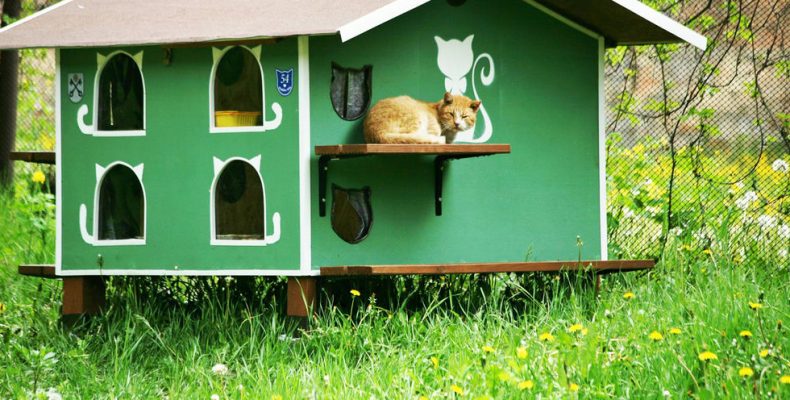 В районе Северное Бутово теперь есть домики для бездомных кошек
